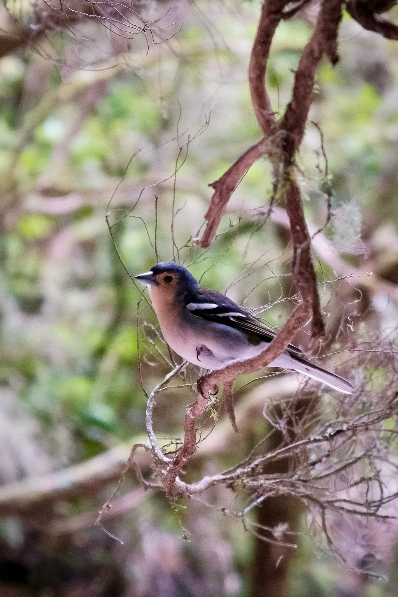 Madeira  · 39