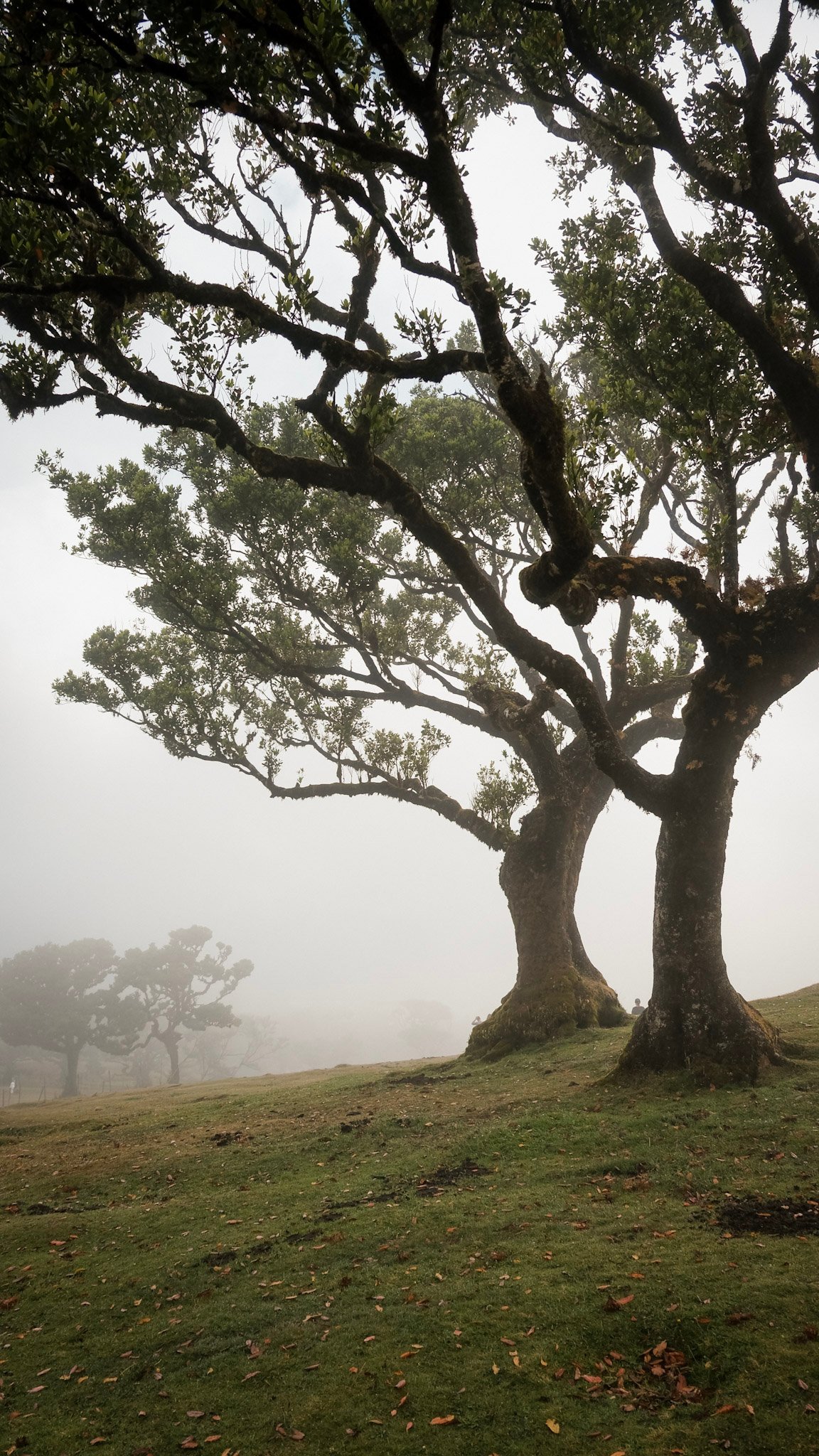 Madeira  · 15