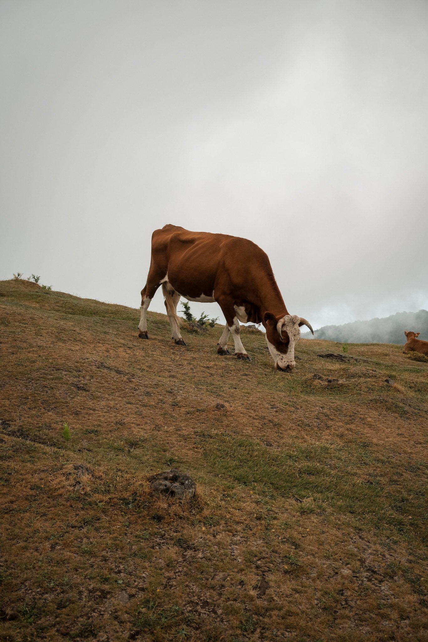 Madeira  · 18