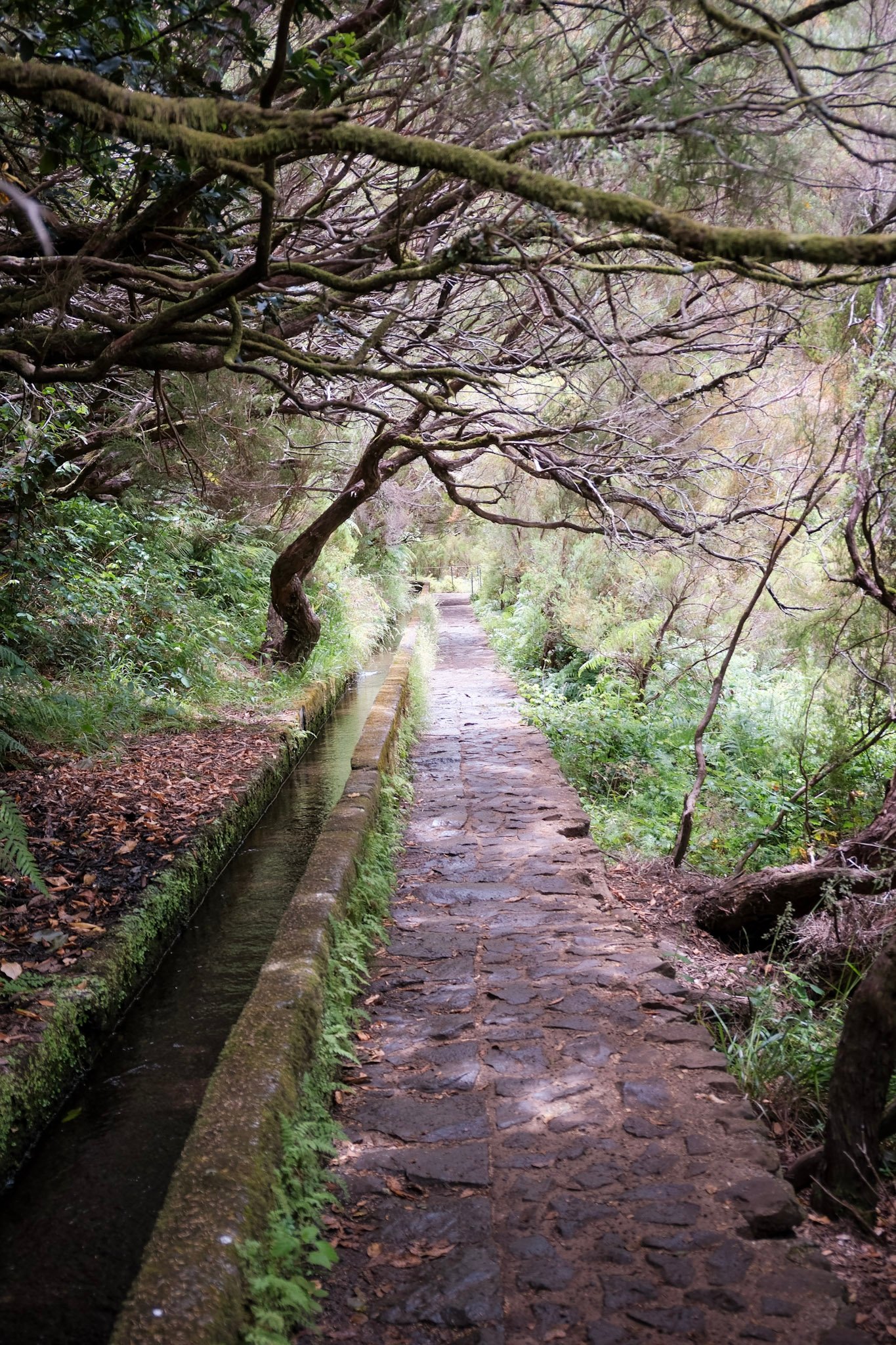 Madeira  · 40