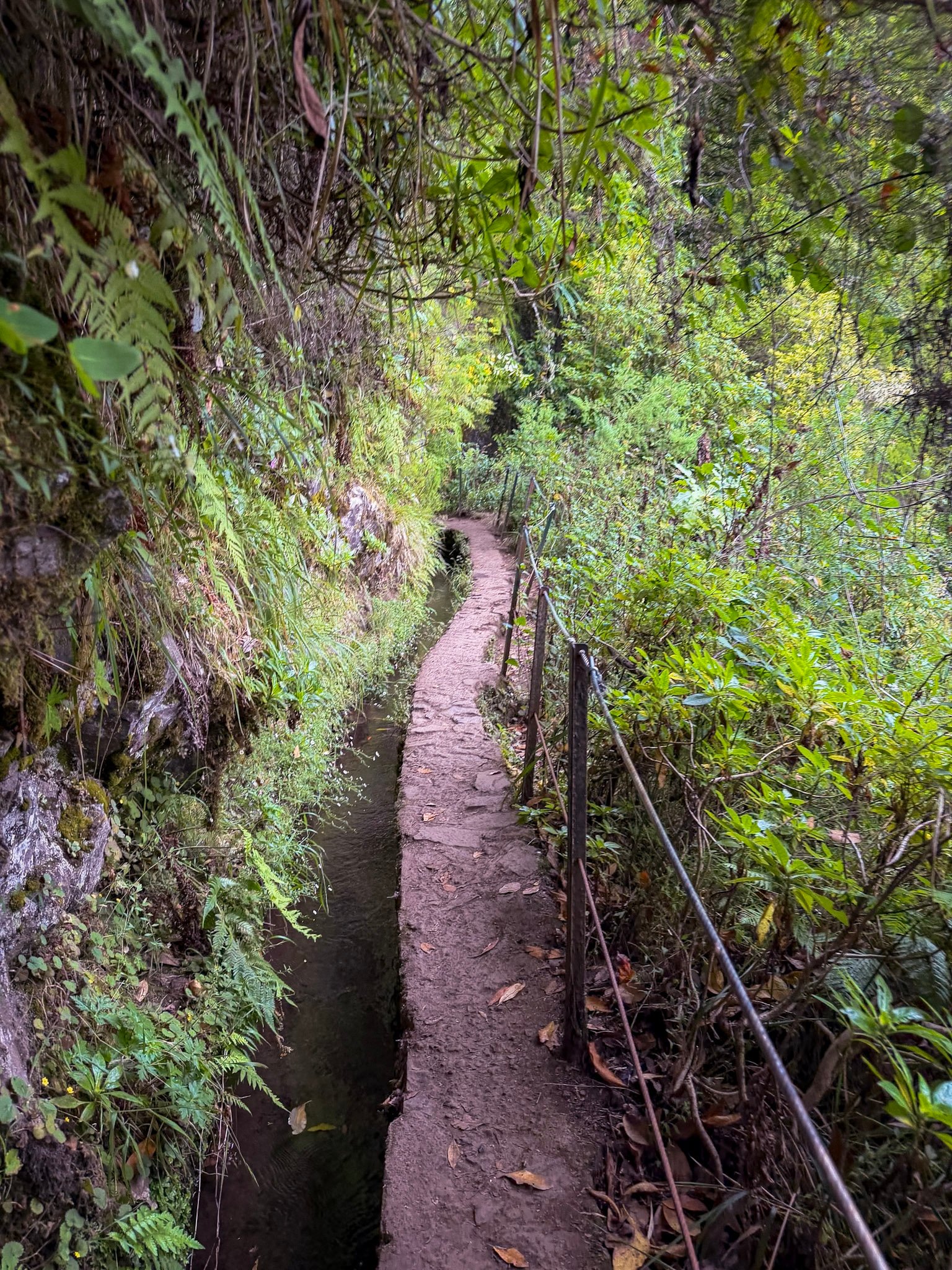 Madeira  · 80